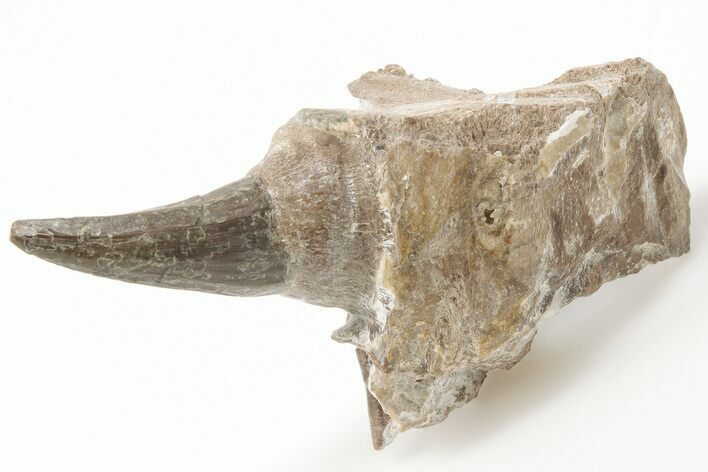 Fossil Mosasaur (Platecarpus) Tooth in Jaw Section - Kansas #197817